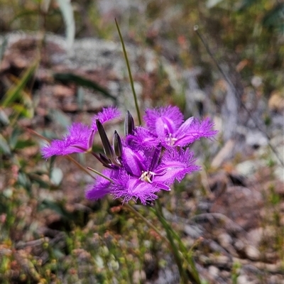 Thysanotus tuberosus subsp. tuberosus (Common Fringe-lily) at Uriarra Village, ACT - 13 Oct 2024 by BethanyDunne
