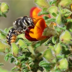 Unidentified Bee (Hymenoptera, Apiformes) at Bandiana, VIC - 12 Oct 2024 by KylieWaldon