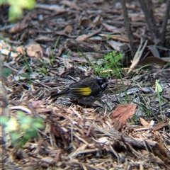 Phylidonyris novaehollandiae (New Holland Honeyeater) at Acton, ACT - 12 Oct 2024 by Darcy