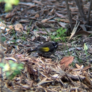 Phylidonyris novaehollandiae at Acton, ACT - 13 Oct 2024