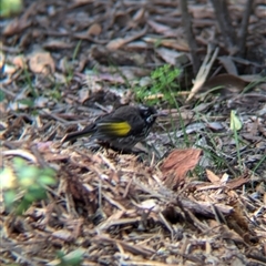 Phylidonyris novaehollandiae at Acton, ACT - 13 Oct 2024