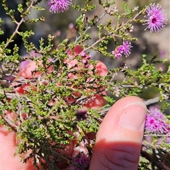 Kunzea parvifolia (Violet Kunzea) at Uriarra Village, ACT - 13 Oct 2024 by BethanyDunne