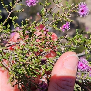 Kunzea parvifolia at Uriarra Village, ACT - 13 Oct 2024