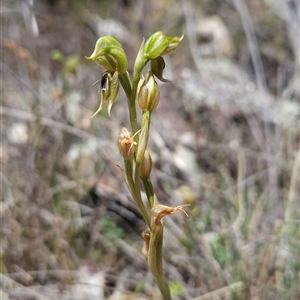 Oligochaetochilus aciculiformis at Uriarra Village, ACT - 13 Oct 2024