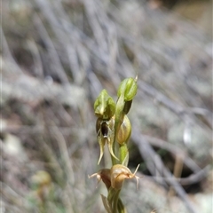 Oligochaetochilus aciculiformis at Uriarra Village, ACT - 13 Oct 2024