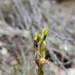 Oligochaetochilus aciculiformis at Uriarra Village, ACT - suppressed