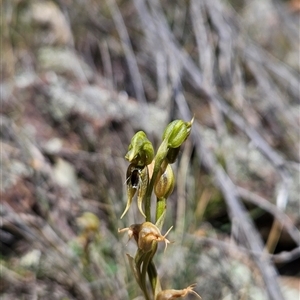 Oligochaetochilus aciculiformis at Uriarra Village, ACT - 13 Oct 2024