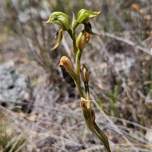 Oligochaetochilus aciculiformis at Uriarra Village, ACT - 13 Oct 2024