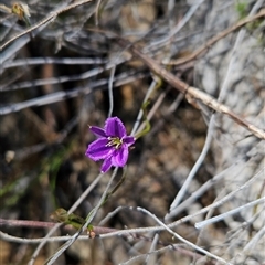 Thysanotus patersonii (Twining Fringe Lily) at Uriarra Village, ACT - 13 Oct 2024 by BethanyDunne