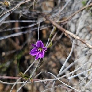 Thysanotus patersonii at Uriarra Village, ACT - 13 Oct 2024