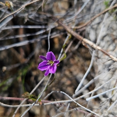 Thysanotus patersonii (Twining Fringe Lily) at Uriarra Village, ACT - 13 Oct 2024 by BethanyDunne