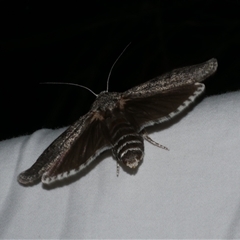 Cryptophasa irrorata (A Gelechioid moth (Xyloryctidae)) at Freshwater Creek, VIC - 18 Feb 2021 by WendyEM