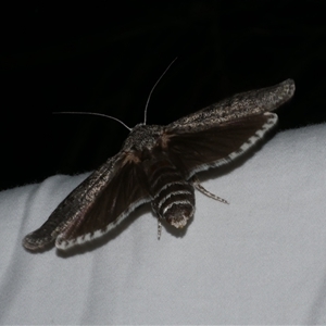 Cryptophasa irrorata (A Gelechioid moth (Xyloryctidae)) at Freshwater Creek, VIC by WendyEM