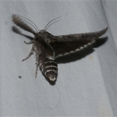 Cryptophasa irrorata at Freshwater Creek, VIC - 18 Feb 2021 09:58 PM