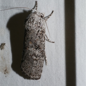 Cryptophasa irrorata at Freshwater Creek, VIC - 18 Feb 2021 09:58 PM