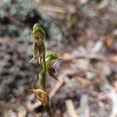 Oligochaetochilus aciculiformis (Needle-point rustyhood) at Uriarra Village, ACT - 13 Oct 2024 by BethanyDunne