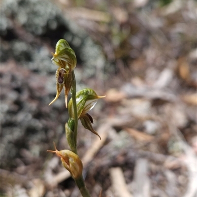 Oligochaetochilus aciculiformis (Needle-point rustyhood) at Uriarra Village, ACT - 13 Oct 2024 by BethanyDunne