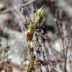 Oligochaetochilus aciculiformis at Uriarra Village, ACT - 13 Oct 2024