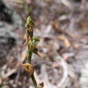 Oligochaetochilus aciculiformis at Uriarra Village, ACT - 13 Oct 2024