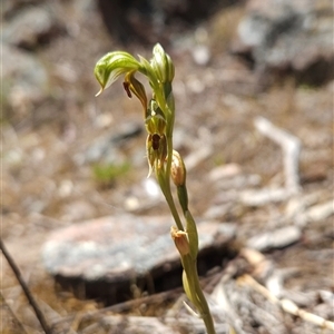 Oligochaetochilus aciculiformis at Uriarra Village, ACT - 13 Oct 2024