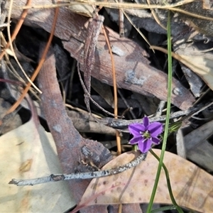 Thysanotus patersonii at Uriarra Village, ACT - 13 Oct 2024