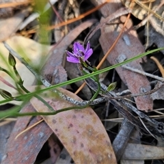 Thysanotus patersonii at Uriarra Village, ACT - 13 Oct 2024