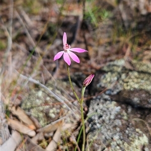 Caladenia carnea at Uriarra Village, ACT - 13 Oct 2024