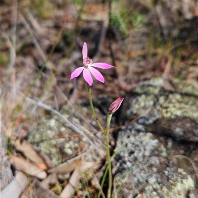 Caladenia carnea (Pink Fingers) at Uriarra Village, ACT - 13 Oct 2024 by BethanyDunne