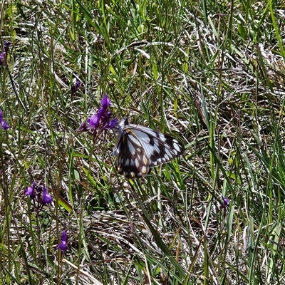 Belenois java (Caper White) at Uriarra Village, ACT - 13 Oct 2024 by BethanyDunne