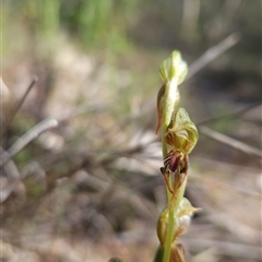 Oligochaetochilus aciculiformis (Needle-point rustyhood) at Uriarra Village, ACT - 12 Oct 2024 by BethanyDunne