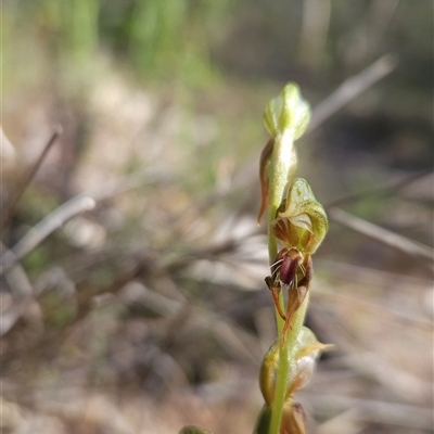 Oligochaetochilus aciculiformis (Needle-point rustyhood) at Uriarra Village, ACT - 12 Oct 2024 by BethanyDunne