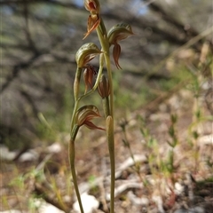 Oligochaetochilus aciculiformis at Uriarra Village, ACT - 13 Oct 2024