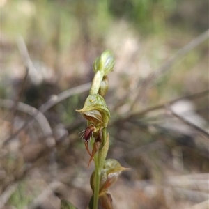 Oligochaetochilus aciculiformis at Uriarra Village, ACT - 13 Oct 2024