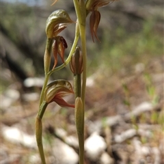 Oligochaetochilus aciculiformis at Uriarra Village, ACT - 13 Oct 2024