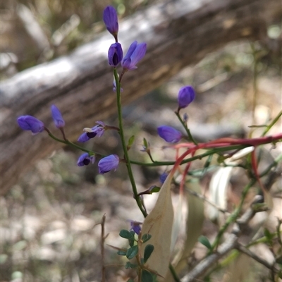 Comesperma volubile (Love Creeper) at Uriarra Village, ACT - 13 Oct 2024 by BethanyDunne