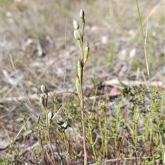 Thelymitra (Genus) (Sun Orchid) at Uriarra Village, ACT - 13 Oct 2024 by BethanyDunne