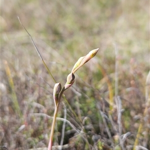 Thelymitra sp. at Uriarra Village, ACT - 13 Oct 2024