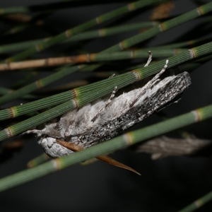 Cryptophasa irrorata at Freshwater Creek, VIC - 18 Feb 2021