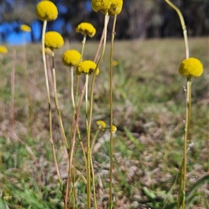 Craspedia variabilis at Uriarra Village, ACT - 13 Oct 2024