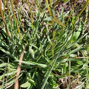 Craspedia variabilis at Uriarra Village, ACT - 13 Oct 2024