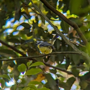 Eopsaltria australis at Acton, ACT - 13 Oct 2024