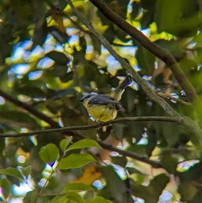 Eopsaltria australis (Eastern Yellow Robin) at Acton, ACT - 13 Oct 2024 by Darcy