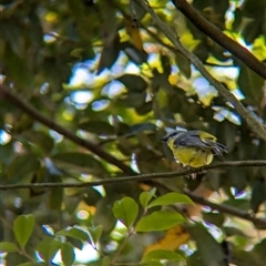 Eopsaltria australis at Acton, ACT - 13 Oct 2024