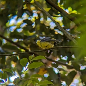 Eopsaltria australis at Acton, ACT - 13 Oct 2024