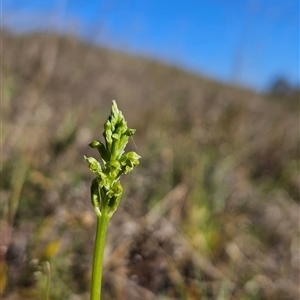 Microtis unifolia at Uriarra Village, ACT - suppressed