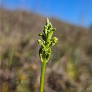 Microtis unifolia at Uriarra Village, ACT - suppressed