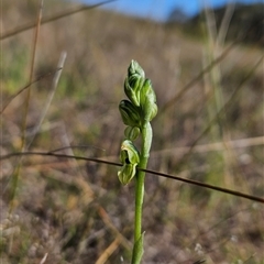 Hymenochilus bicolor (Black-tip Greenhood) at Uriarra Village, ACT - 12 Oct 2024 by BethanyDunne