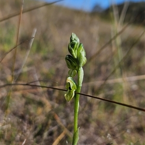 Hymenochilus bicolor (ACT) = Pterostylis bicolor (NSW) at Uriarra Village, ACT - 13 Oct 2024