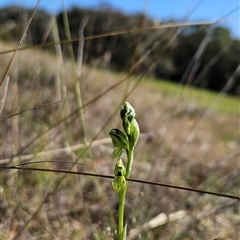 Hymenochilus bicolor (ACT) = Pterostylis bicolor (NSW) at Uriarra Village, ACT - 13 Oct 2024