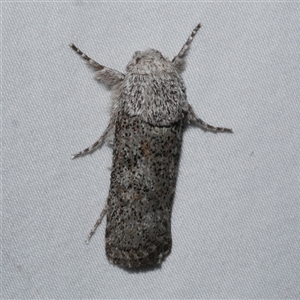 Cryptophasa irrorata at Freshwater Creek, VIC - 18 Feb 2021